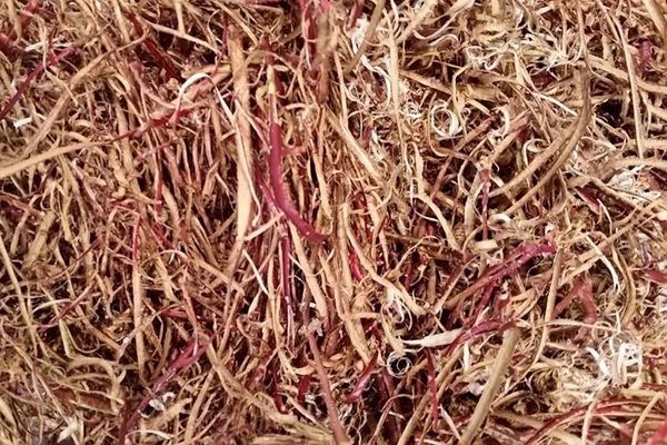 red willow bark tobacco title%% %%page%% %%sep%% (Bundles also available) %%sitename%%